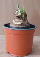 Амариллис микс ø15 h7 см