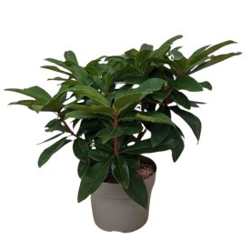 Рододендрон гибридный Тромба h40 - 50 см