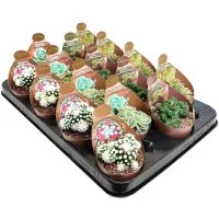 Кактус и суккулент микс ø6.5 h8 см