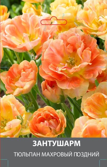 Тюльпан махровый поздний Занту Шарм луковицы 10