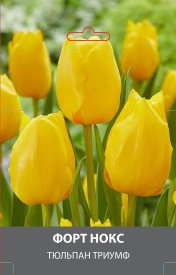 Тюльпан Триумф Форт Нокс луковицы 10/11