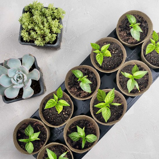 Набор для рассады 9 Помидоров и 1 Огурец 10 ячеек с торфяными горшками 210х555х110 мм