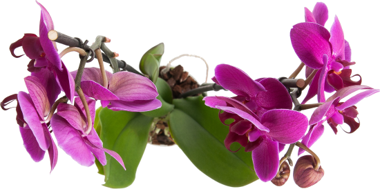 Орхидея Фаленопсис микс 2 стебля ø12 h60 см Центр букетов