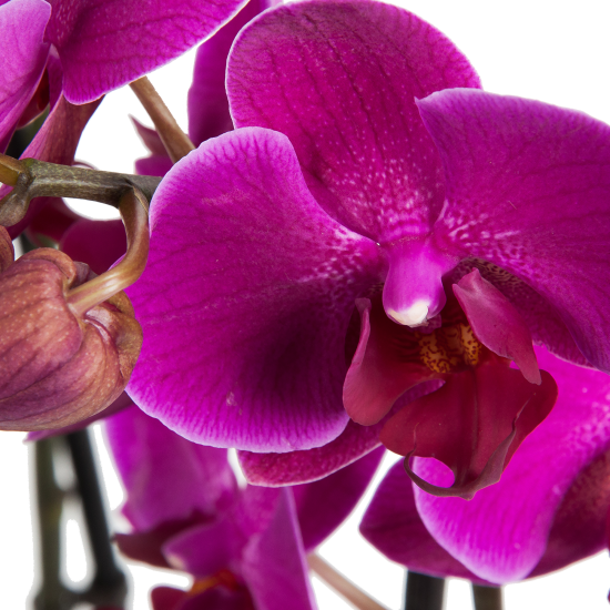 Орхидея Фаленопсис микс 2 стебля ø12 h60 см Центр букетов