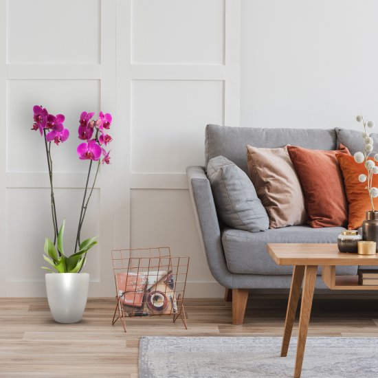 Орхидея Фаленопсис микс 2 стебля ø12 h60 см Центр букетов