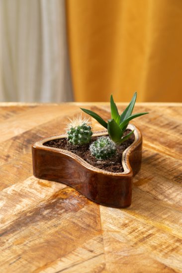 Кактус микс 5x10 см