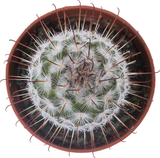 Кактус микс 5x10 см