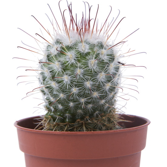 Кактус микс 5x10 см