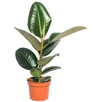 Фикус Эластика Робуста 12x30см