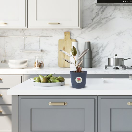 Фикус Эластика Робуста 12x30см