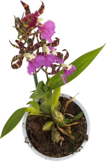 Орхидея микс ø12 h60 см