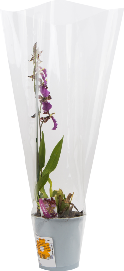 Орхидея микс ø12 h60 см
