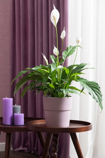 Спатифиллум Алана D12 H40-45