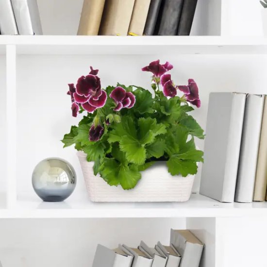 Ящик балконный Idea Ротанг 57.5x18x16 см v16.5 л пластик белый