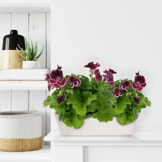 Ящик балконный Idea Ротанг 57.5x18x16 см v16.5 л пластик белый