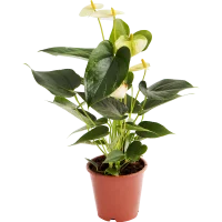 Антуриум Андрэ Кутюр микс 12x35 см