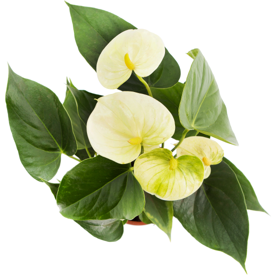 Антуриум Андрэ Кутюр микс 12x35 см