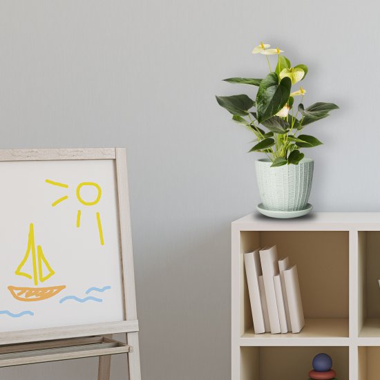 Антуриум Андрэ Кутюр микс 12x35 см