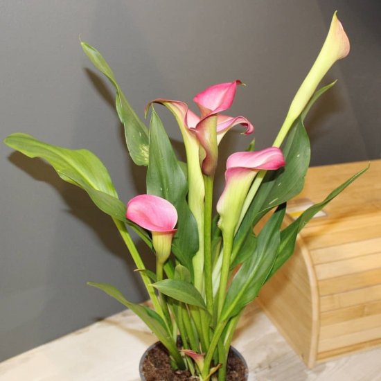 Калла микс 13x45 см