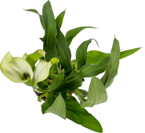 Калла микс 13x45 см