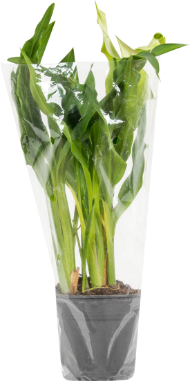 Калла микс 13x45 см