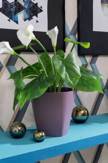 Калла микс 13x45 см