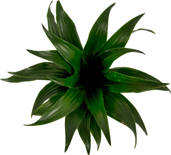 Плант микс D8 H10-35