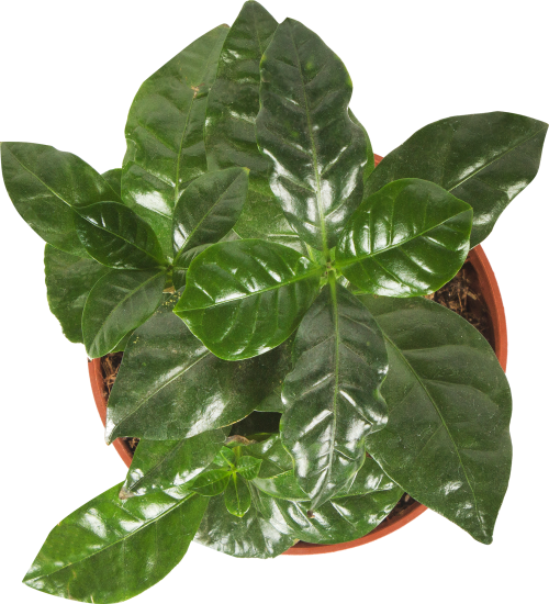 Кофе арабика ø12 h25 см Центр букетов