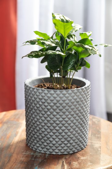 Кофе арабика ø12 h25 см Центр букетов