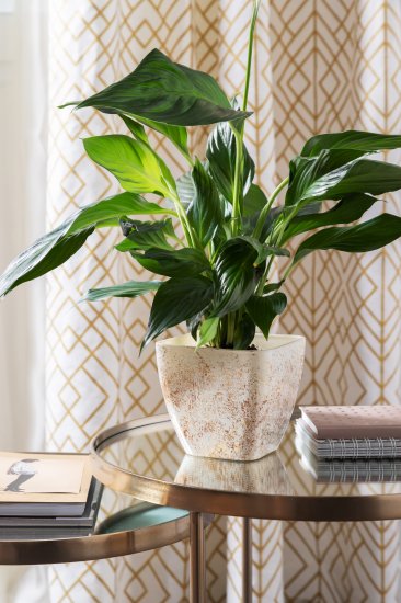 Спатифиллум Вивальди ø17 h60-70 см