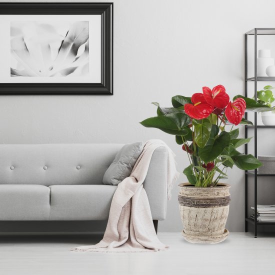 Антуриум Саксэс микс D17 H50-60