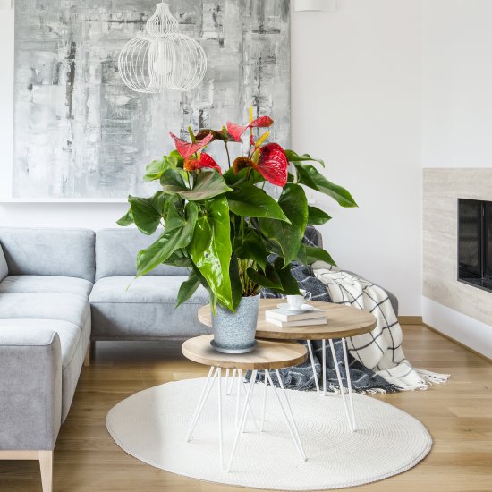 Антуриум Саксэс микс D17 H50-60