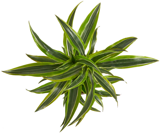 Драцена Лимон Лайм 2 ствола 17x65 см