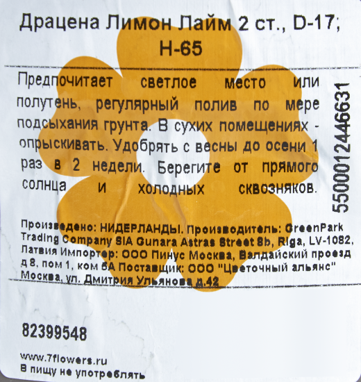 Драцена Лимон Лайм 2 ствола 17x65 см