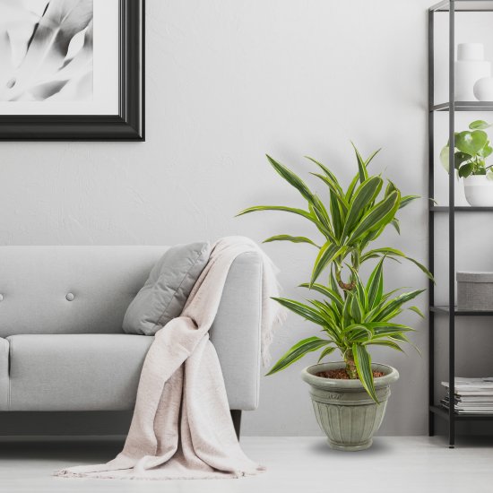 Драцена Лимон Лайм 2 ствола 17x65 см