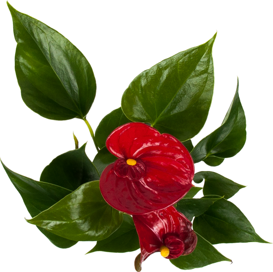 Антуриум Диамонд Рэд 9x25-32 см