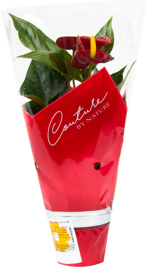 Антуриум Диамонд Рэд 9x25-32 см