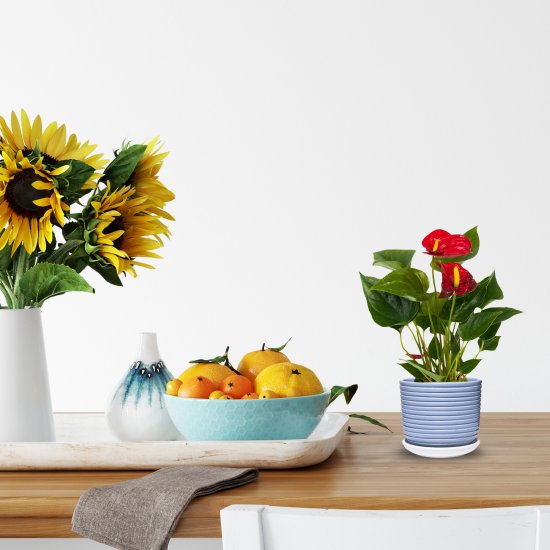 Антуриум Диамонд Рэд 9x25-32 см