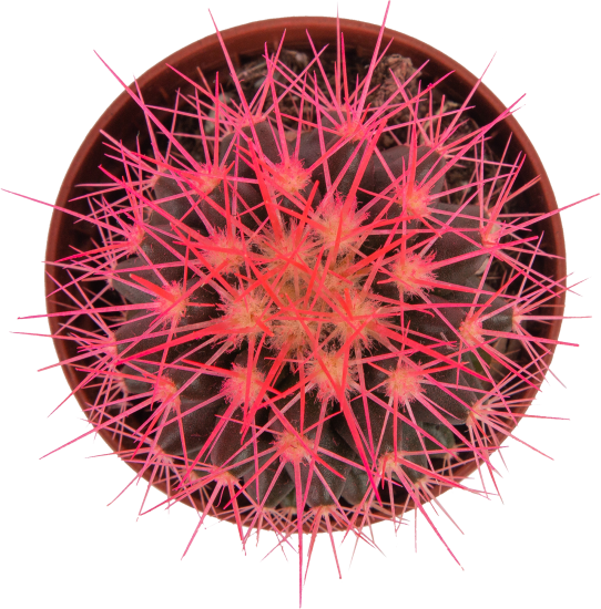 Кактус грузони шаровидный микс 5.5x8 см