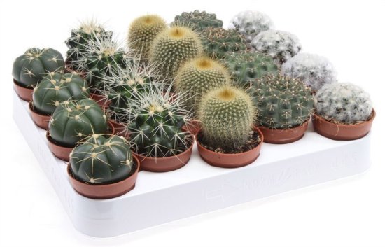 Кактус грузони шаровидный микс 5.5x8 см