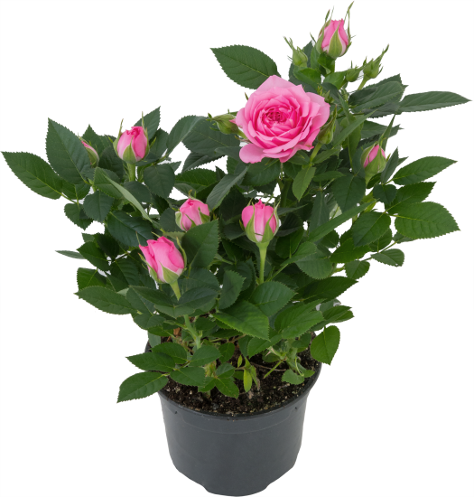 Роза горшечная Кордана микс 10.5x10.5 см