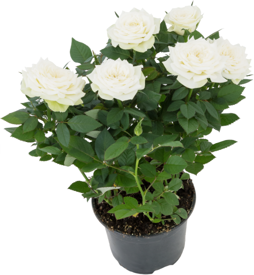 Роза горшечная Кордана микс 10.5x10.5 см