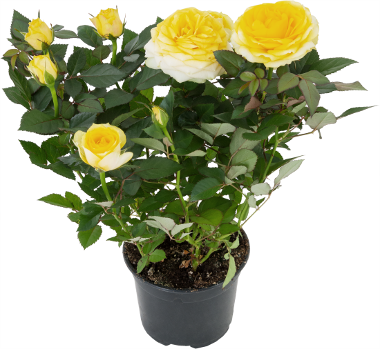 Роза горшечная Кордана микс 10.5x10.5 см