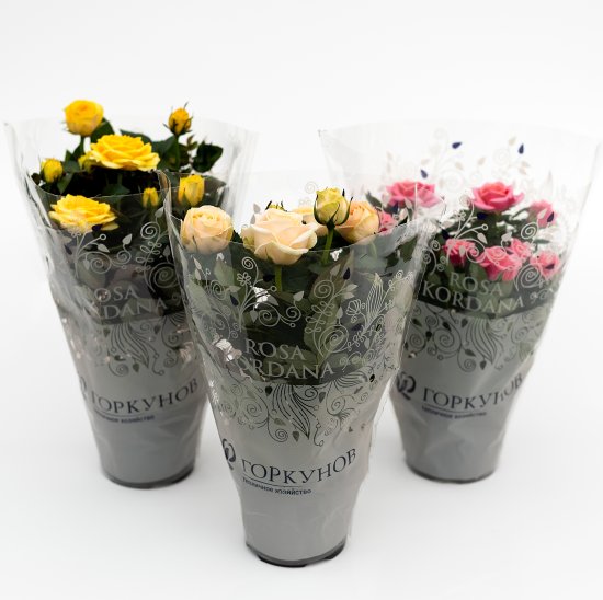 Роза горшечная Кордана микс 10.5x10.5 см