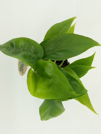 Декоративно-лиственное растение Монстера микс мини ø6 h10-15 см