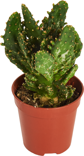 Опунция Ямайская ø6 h6-15 см