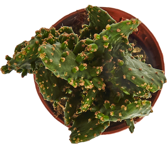 Опунция Ямайская ø6 h6-15 см