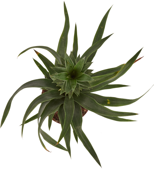 Ананас микс ø15 h45 см