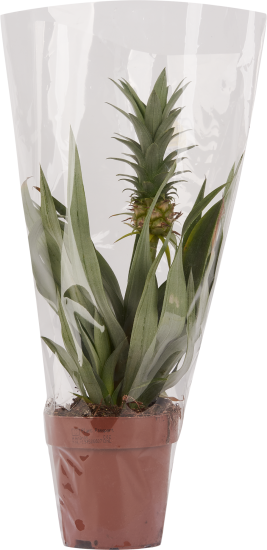 Ананас микс ø15 h45 см