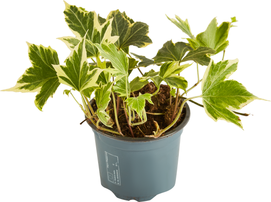 Хедера Хеликс микс ø8 h20 см